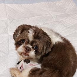 Iris - Shih Tzu