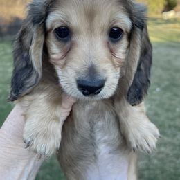 Dachshund Puppies from STORIED DOXIES