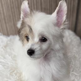 Maple - White female Chinese Crested puppy in Dublin, California from Show Style Chinese Cresteds