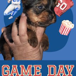 Boy 1 - Black and tan male Yorkshire Terrier puppy in Gilbert, Arizona from Yorkie Your Soulmate Puppy