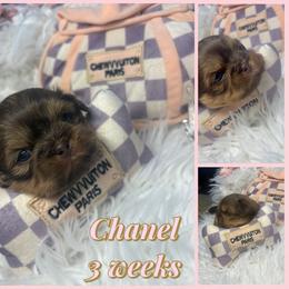 Chanel - Liver and white female Shih Tzu puppy in Coolidge, Arizona from Shih Tzu’s  ‘N’ Love