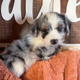 Aussiedoodle All Grown Up from Mini AussieDoodles on Meadow Lane