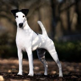 Smooth Fox Terriers from Tregoad Smooth Fox Terriers