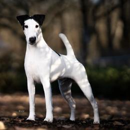 Smooth Fox Terriers from Tregoad Smooth Fox Terriers