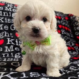 Olaf - White male Maltipoo puppy in Sahuarita, Arizona from Cowgirl's Legacy Maltipoos