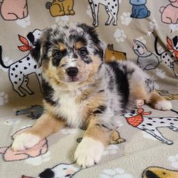 Miniature Australian Shepherd and Toy Australian Shepherd Puppies from Beasley Acres Aussies