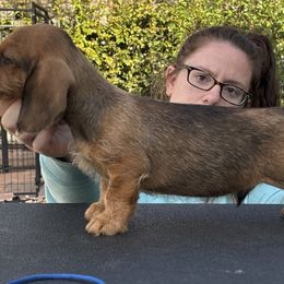 Dachshund Puppies from Passport Dachshunds