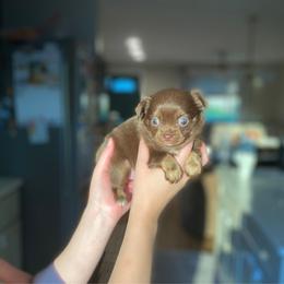 Buttercup - Chocolate female Chihuahua puppy in North Ridgeville, Ohio from Happy Pups
