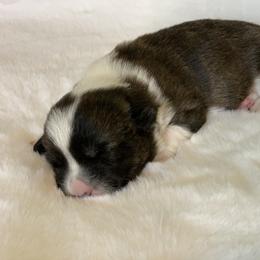 Brindle Boy 2 / Pickles - Cardigan Welsh Corgi puppy in Jacksonville, Florida from Penfro Corgis