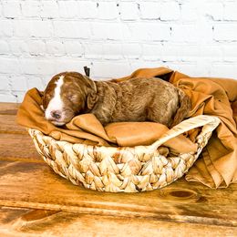 Bernedoodle and Goldendoodle Puppies from Larsen Litters