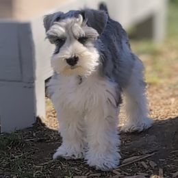 Miniature Schnauzer Puppies from PartiLife Miniature Schnauzers