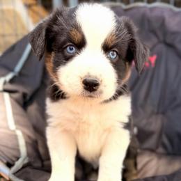 Mulan - Black tri-color female Australian Shepherd puppy in Vernal, Utah from Dancing M Australian Shepherds
