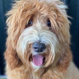 Australian Labradoodles and Goldendoodles from Dew Drop Doodles