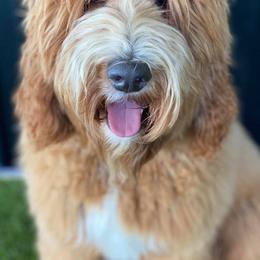 Australian Labradoodles and Goldendoodles from Dew Drop Doodles