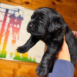 Ripple - Black female Labrador Retriever puppy in Hartland, Vermont from Enlightened Labs