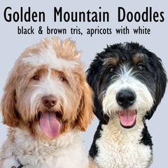 Golden Mountain Doodle puppies from Sonoran Standard Doodles
