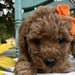 Labradoodles from The Lovadoodles of Texas