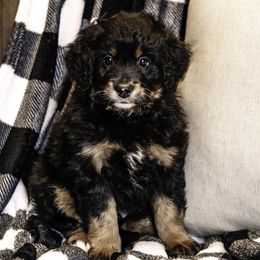 Purple Boy - Bernedoodle puppy from Duneland Doodles