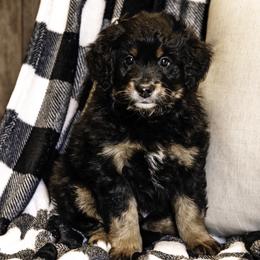 Purple Boy - Bernedoodle puppy from Duneland Doodles