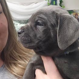 Teal Collar Female - Gray female Cane Corso puppy in Lewistown, Montana from Corsi Amore Kennels