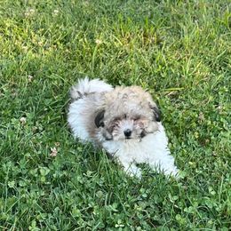 Baxter - Apricot male Maltipoo puppy in Reading, Pennsylvania from Vendley Pups