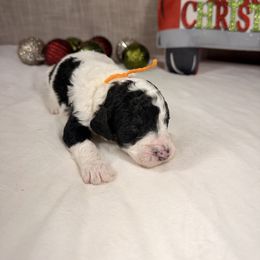 Dasher - Parti male Poodle puppy in Luana, Iowa from Country View Bernedoodles and Goldendoodles