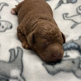 Girl 1 - Red  female Poodle puppy in Ogden, Utah from Bells Poodles
