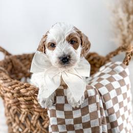 Blueberry - Parti male Goldendoodle puppy in Russell Springs, Kentucky from Milk & Honey Doodles