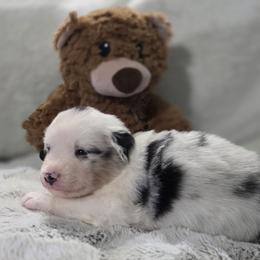 Purple collar - Blue merle female Miniature American Shepherd puppy in Statesboro, Georgia from Azure Miniature American Shepherds