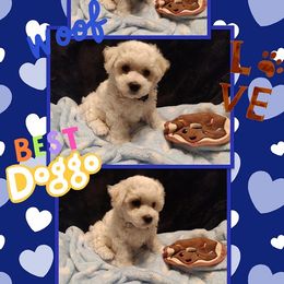 Bichon Frise Puppies from The Blessed Bichons