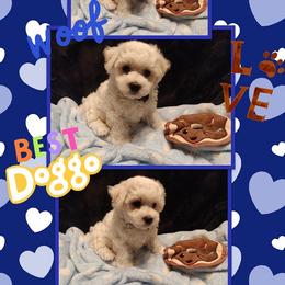 Bichon Frise Puppies from The Blessed Bichons