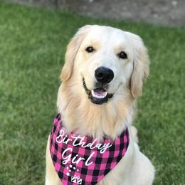 Golden Retrievers from Riverside Ranch Retrievers