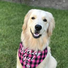 Golden Retrievers from Riverside Ranch Retrievers