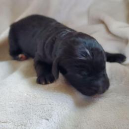 Peaches - Black female Sheepadoodle puppy in Bellevue, Iowa from Fluffy Wonders Poms and Doodles