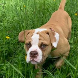 American Bulldogs from Stewart’s American Bulldogs