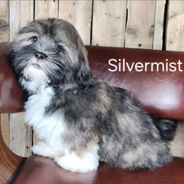 Silvermist - Brown female Lhasa Apso puppy in Jefferson, New York from Absolute Lhasa Love