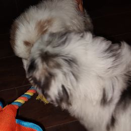 Australian Shepherd Puppies from Heritage Creek Preservation Farm