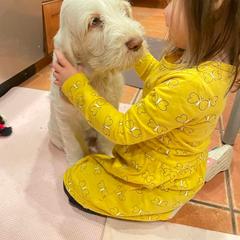 Spinone Italiano Puppies from Stella Del Nord Spinoni Italiani