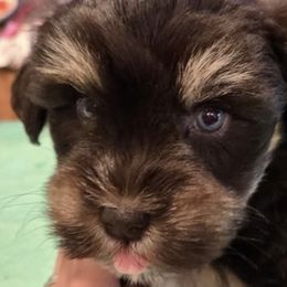 Miniature Schnauzers from Violet’s Meadows