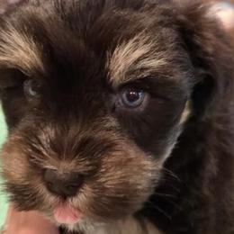 Miniature Schnauzers from Violet’s Meadows