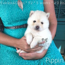 Pomsky Puppies from Dakota Pomskies