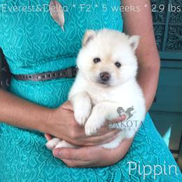 Pomsky Puppies from Dakota Pomskies