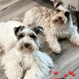 Miniature Schnauzer All Grown Up from Gypsey Creek Mini Schnauzers