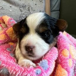 Loretta AKC - Black tan and white female Biewer Terrier puppy in Osteen, Florida from Moonshadow Biewer Terriers
