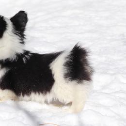 American Corgi, Cardigan Welsh Corgi, and Pembroke Welsh Corgi Puppies from Diamond Corgis