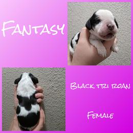 Fantasy - Tri-Roan female English Springer Spaniel puppy in Florida from Thunderbird Springers
