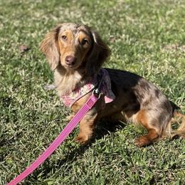 Millie - Dachshund