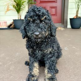 Miso - Phantom male Goldendoodle puppy in Brooksville, Florida from Spring Prairie Doodles