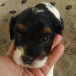 Honey - Tri-color female Cavapoo puppy in East Providence, Rhode Island from Marta's Cavaliers