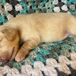 Sunny - Cream male Dachshund puppy in Vevay, Indiana from Works Farm Dachshunds